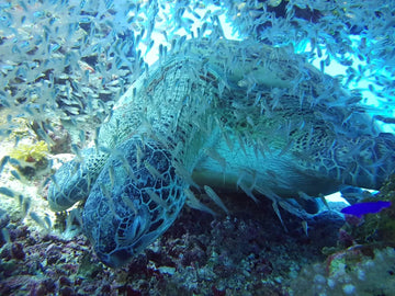 Is Hurghada Good for Beginner Divers? (2026 Guide)