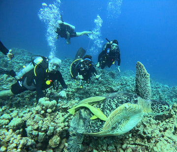 Professional Dive Trips